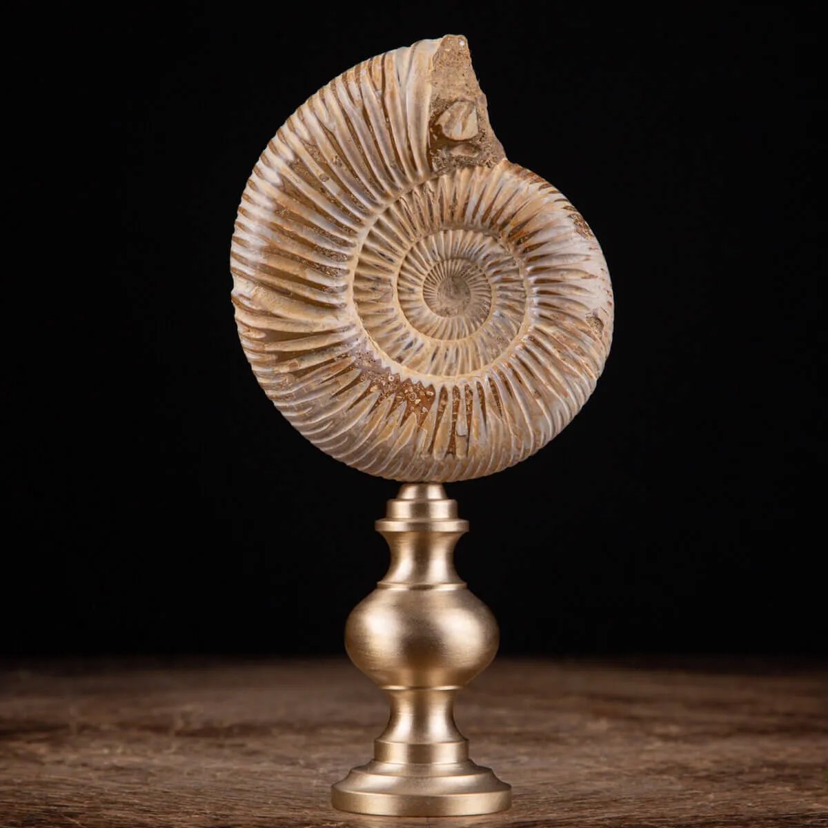 Fossile di ammonite di Perisphinctes del Madagascar su supporto in ottone.