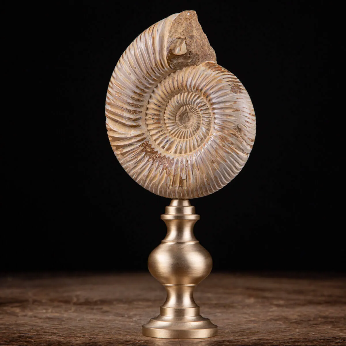 Fossile di ammonite di Perisphinctes del Madagascar su supporto in ottone.