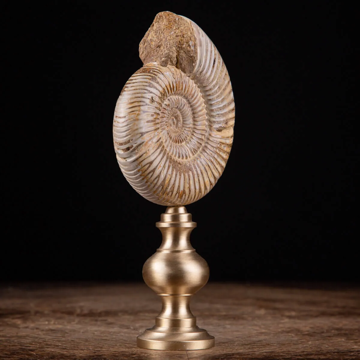Fossile di ammonite di Perisphinctes del Madagascar su supporto in ottone.