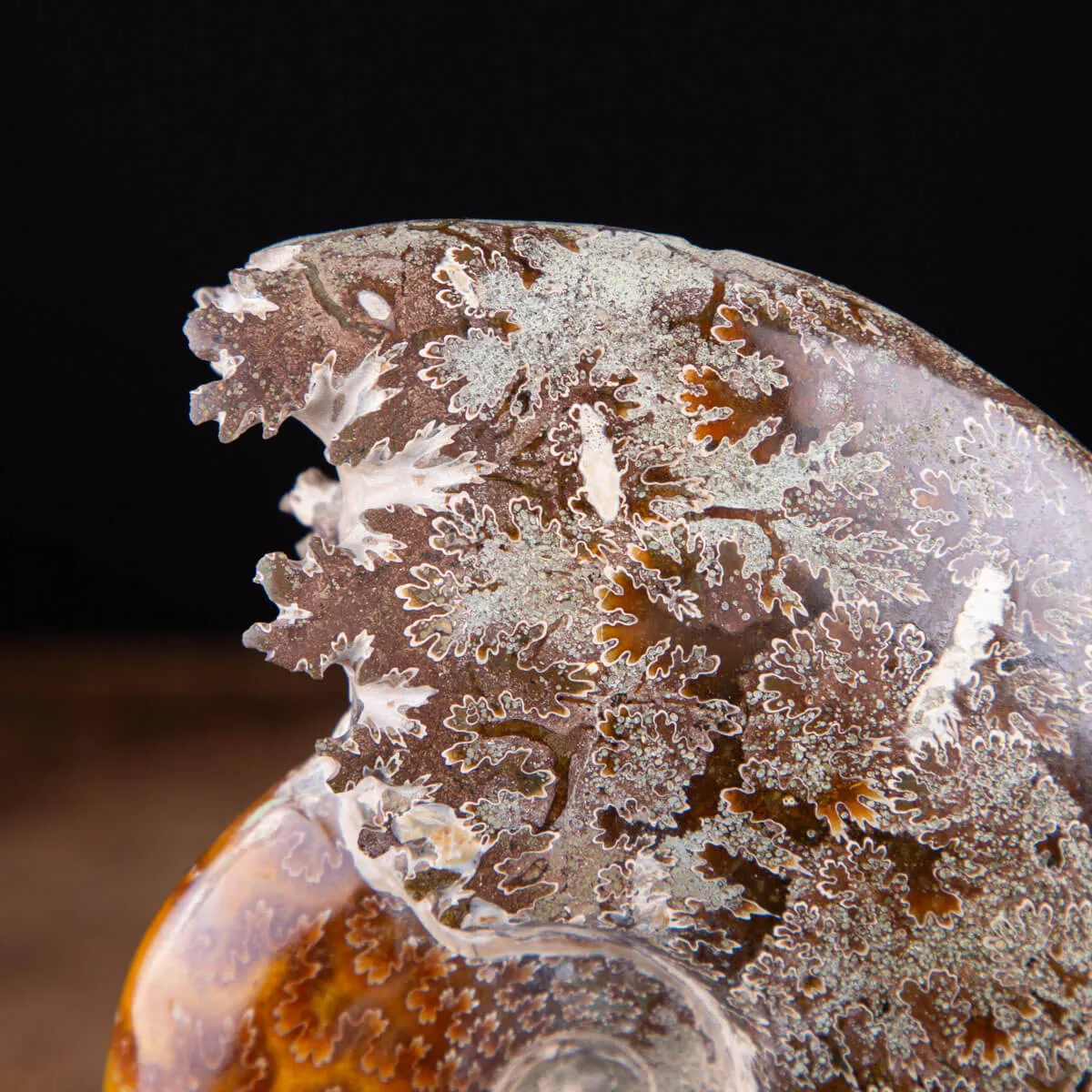 Ammonite Cleoniceras: natura con l'arte e il design