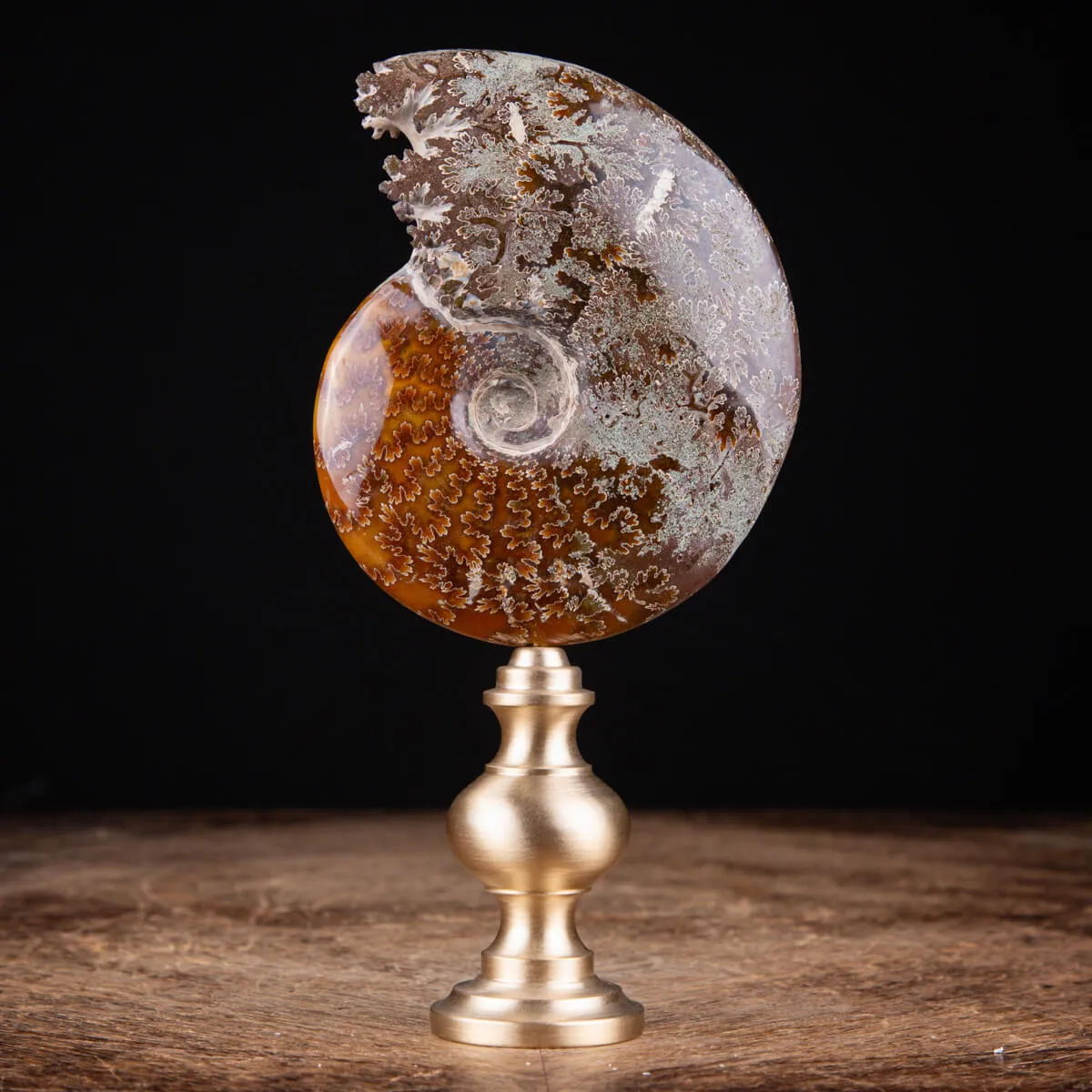 Ammonite Cleoniceras: natura con l'arte e il design