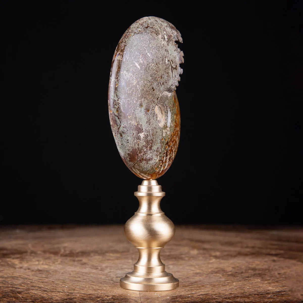 Ammonite Cleoniceras: natura con l'arte e il design