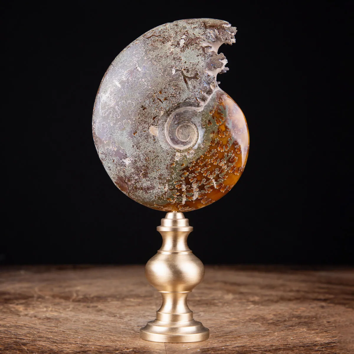 Ammonite Cleoniceras: natura con l'arte e il design