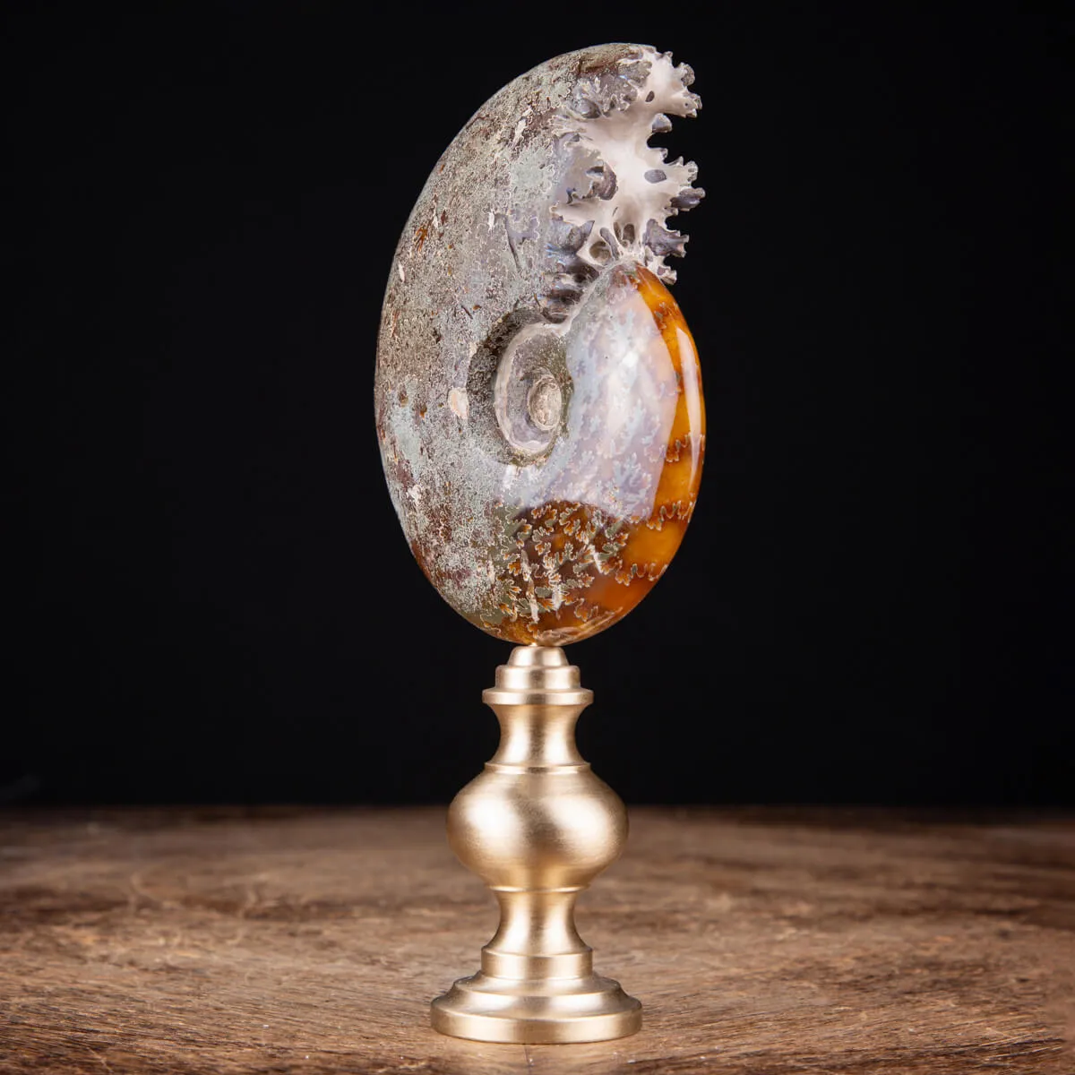 Ammonite Cleoniceras: natura con l'arte e il design