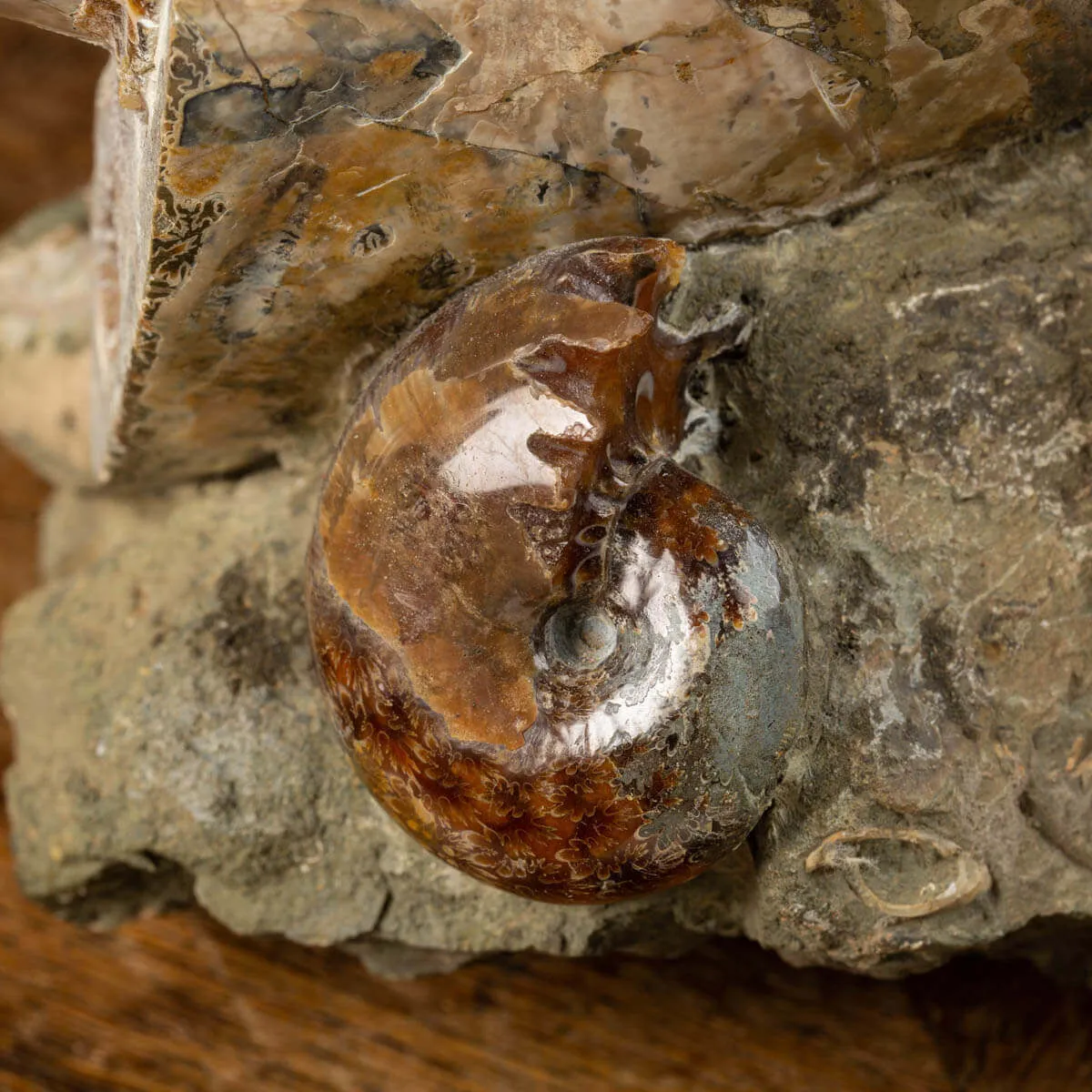 Splendida Esposizione di Fossili Marini del Cretaceo