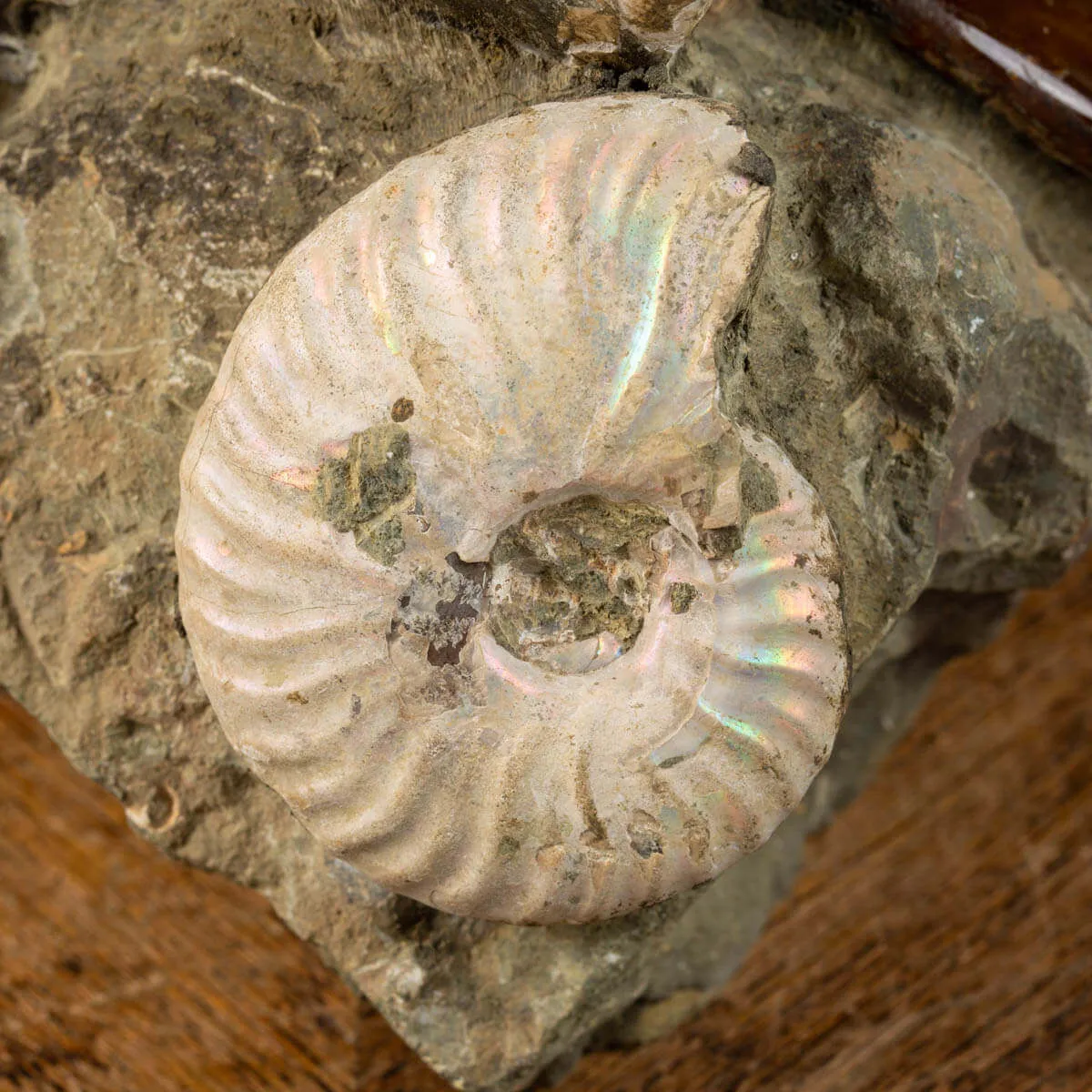 Splendida Esposizione di Fossili Marini del Cretaceo