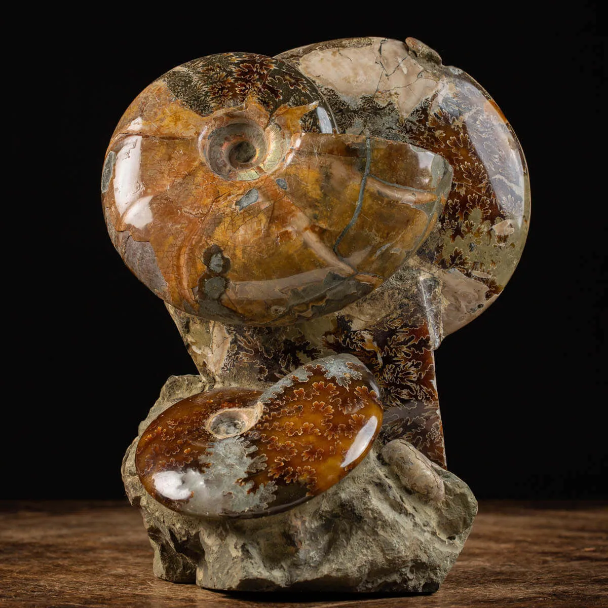 Splendida Esposizione di Fossili Marini del Cretaceo