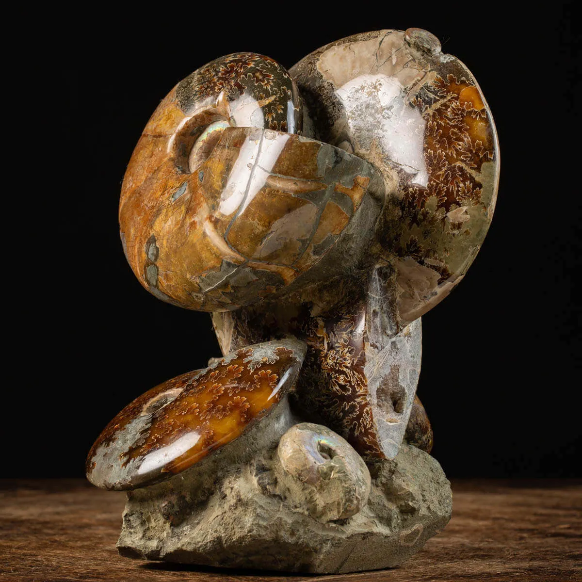 Splendida Esposizione di Fossili Marini del Cretaceo