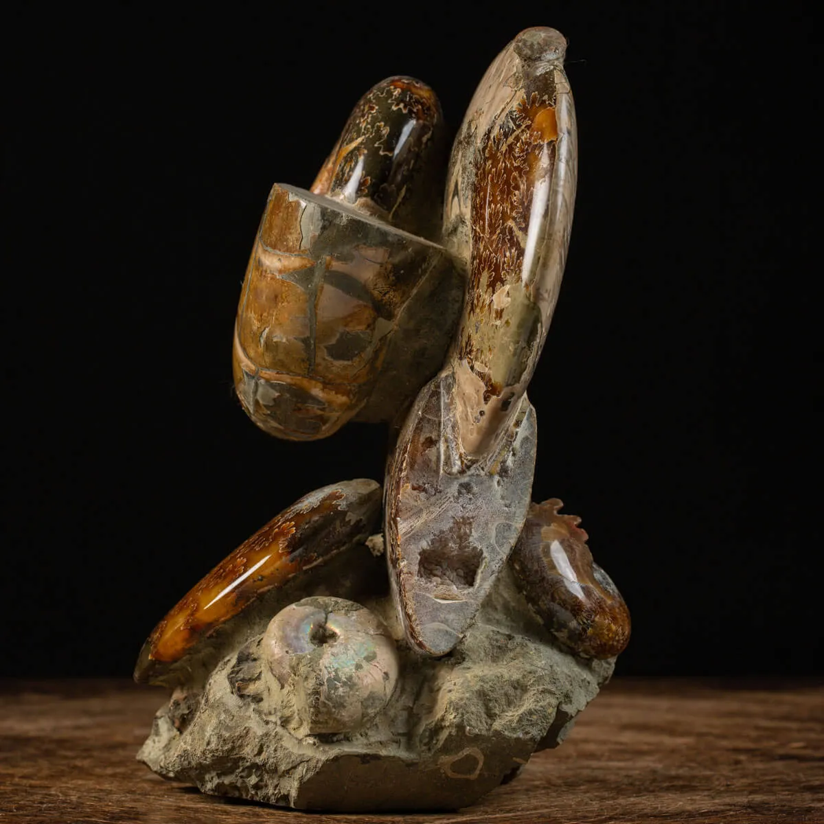 Splendida Esposizione di Fossili Marini del Cretaceo