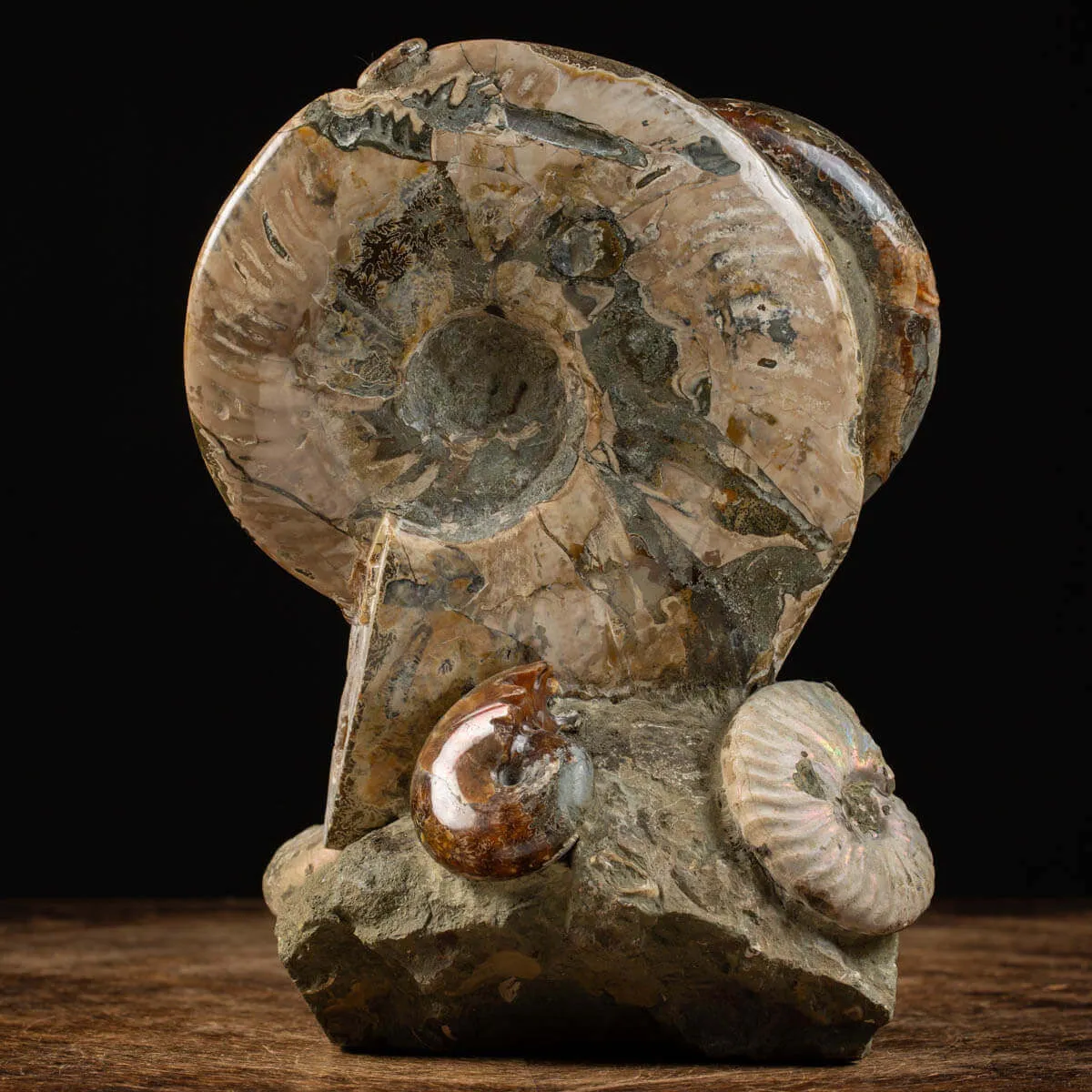 Splendida Esposizione di Fossili Marini del Cretaceo