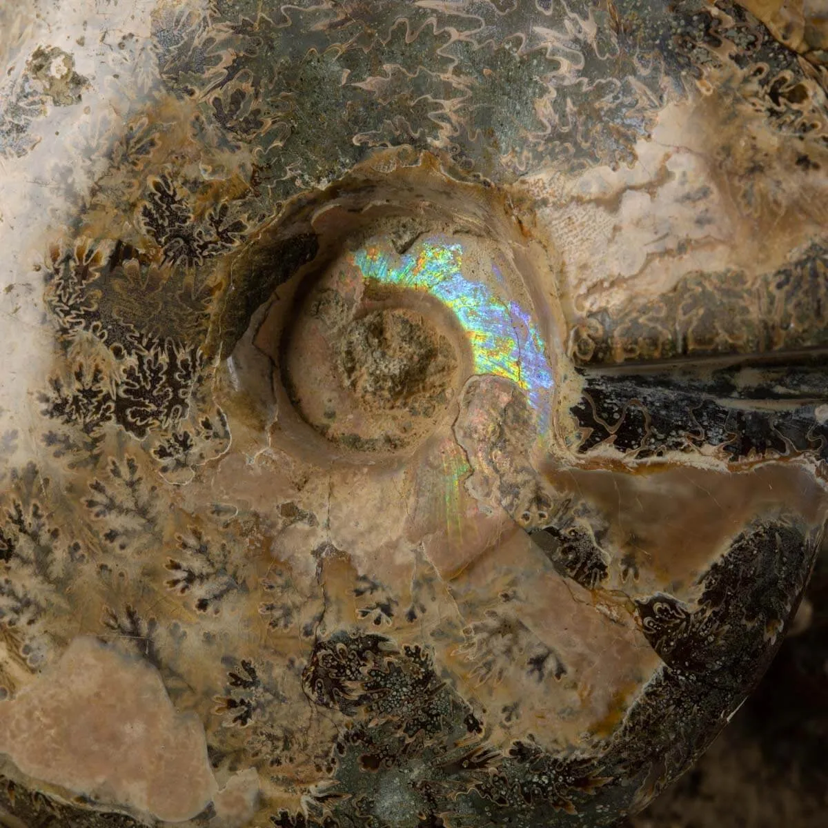 Ammoniti del Cretaceo Tesori Fossilizzati.