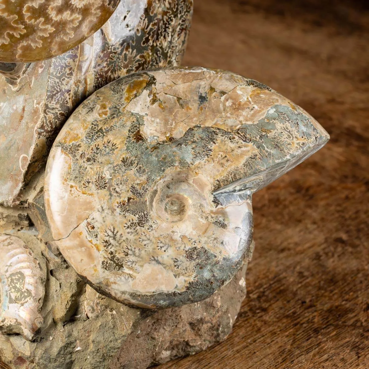 Ammoniti del Cretaceo Tesori Fossilizzati.