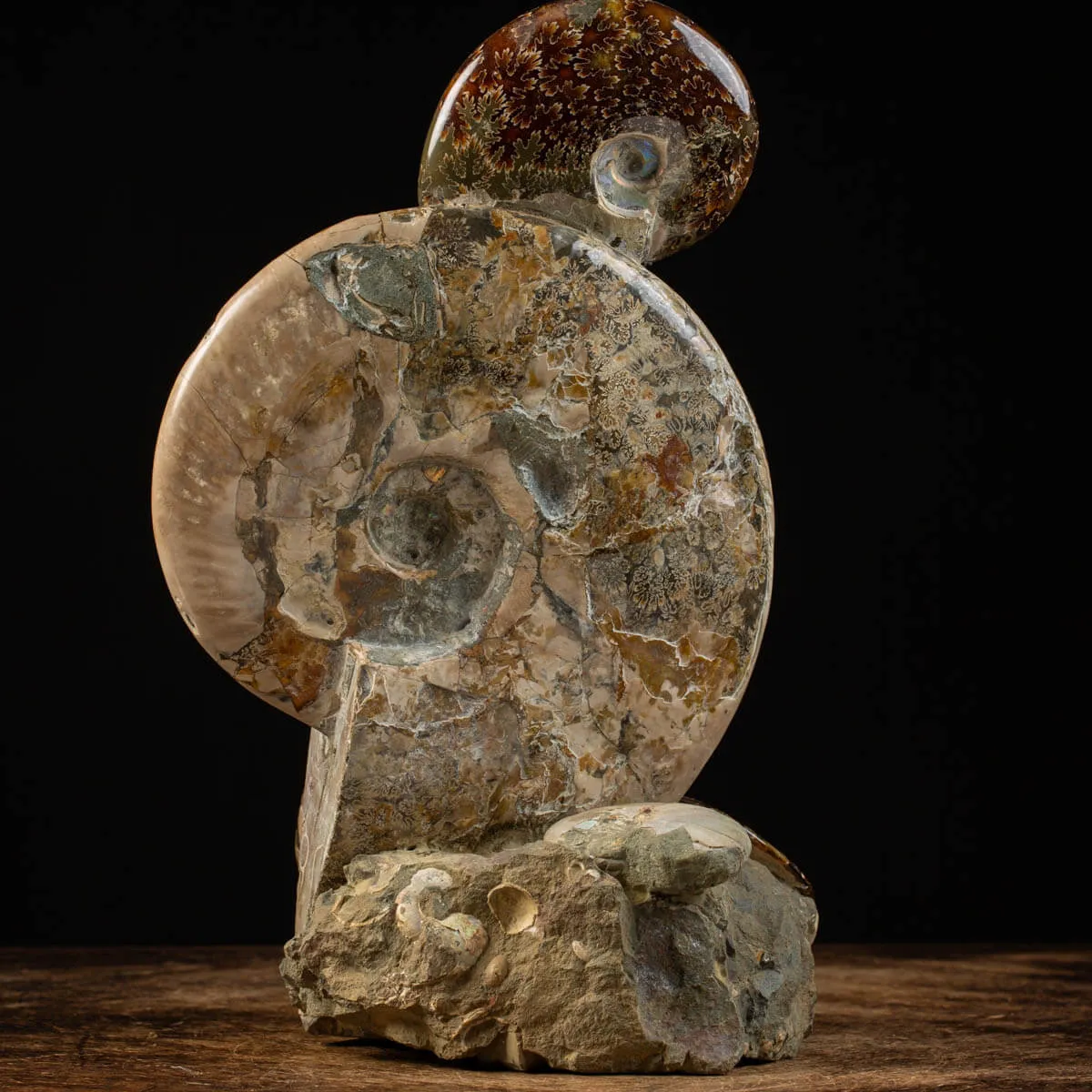 Gruppo di Ammoniti del Cretaceo: Tesori Fossilizzati