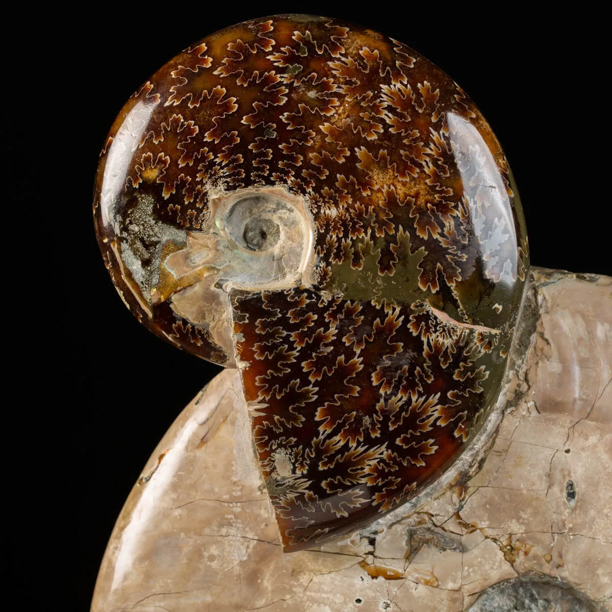 Gruppo di Ammoniti del Cretaceo: Tesori Fossilizzati