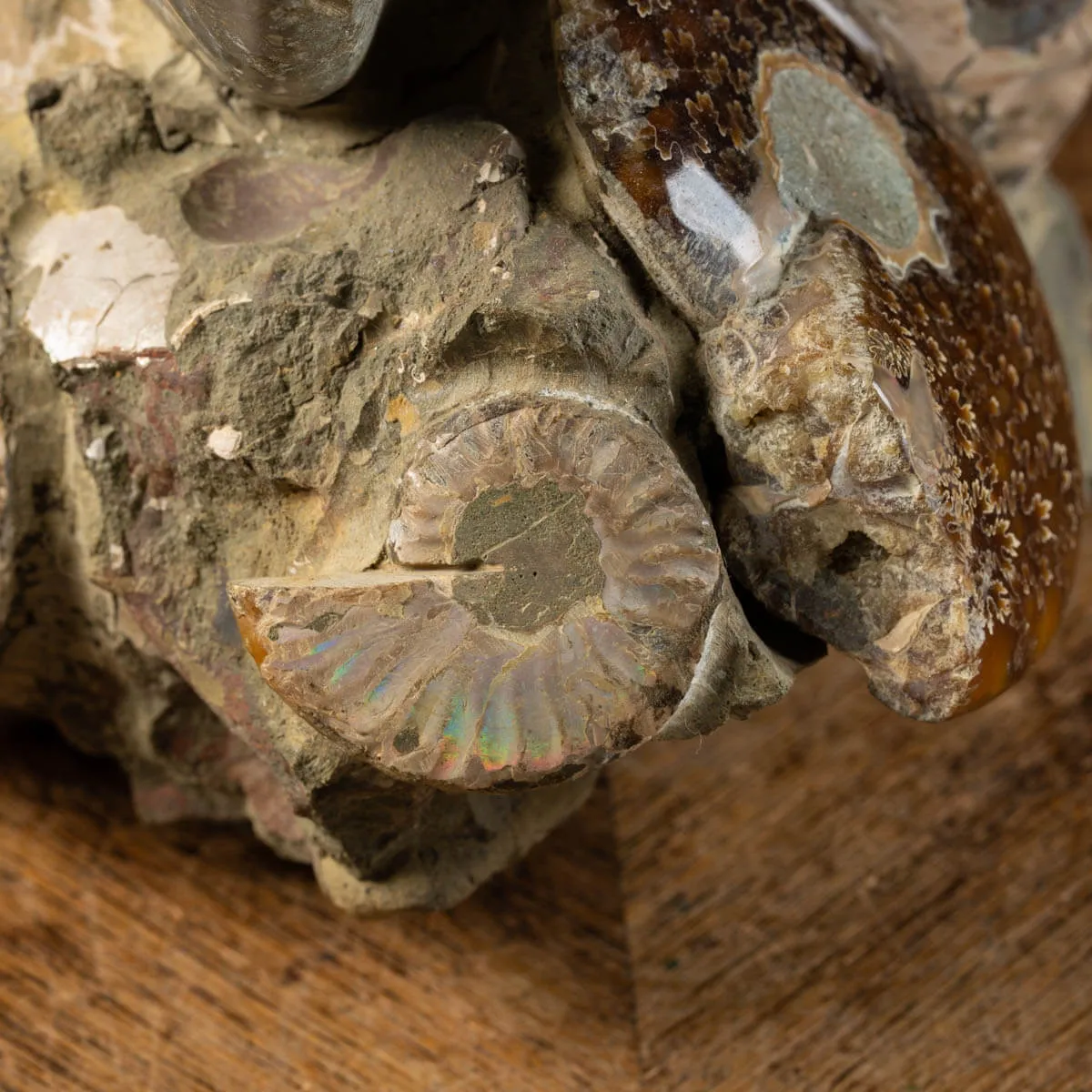 Ammoniti Cleoniceras: Fossili del Cretaceo.