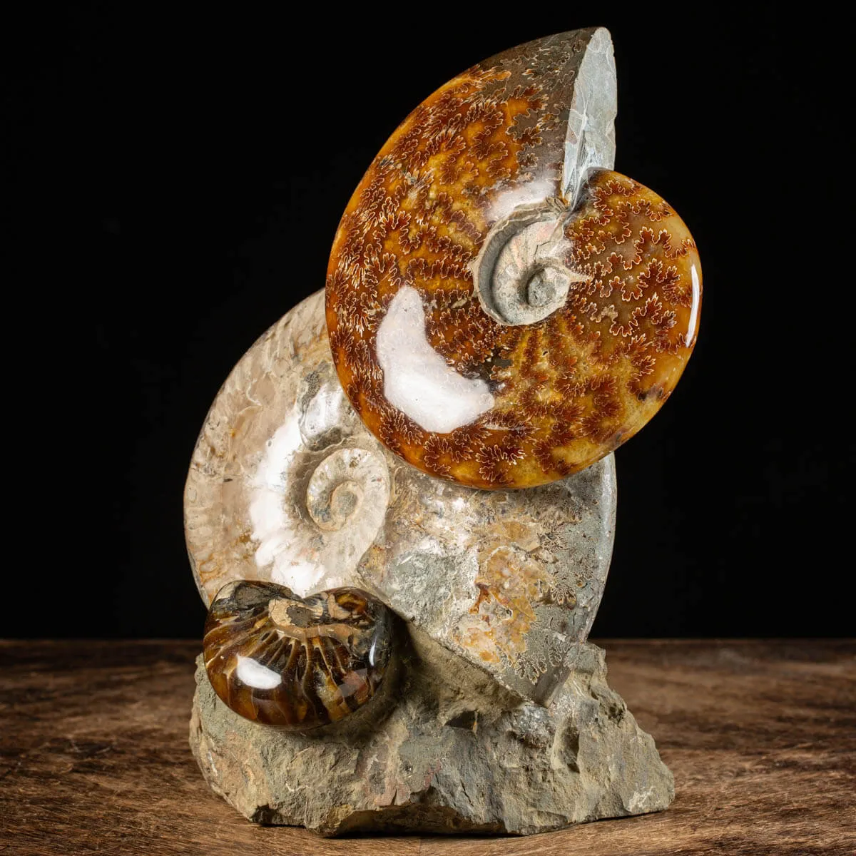 Ammoniti Fossili: Tesori dell'Oceano Antico.