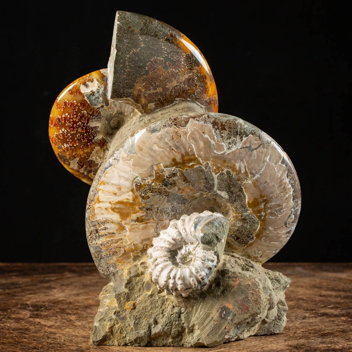 Ammoniti Fossili: Tesori dell'Oceano Antico.