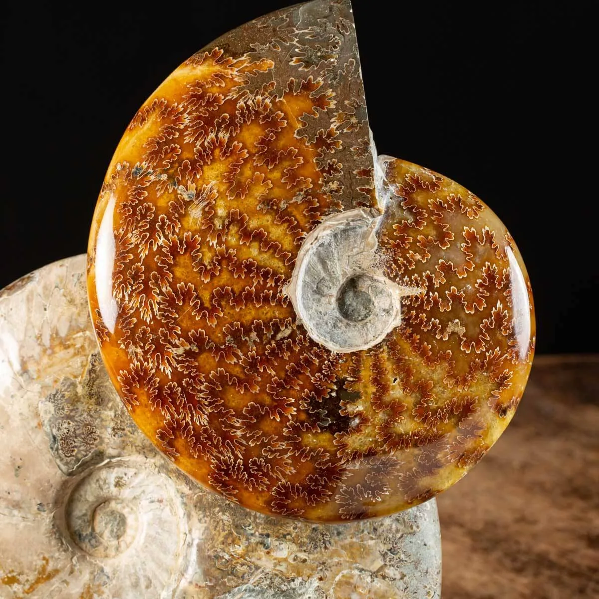Ammoniti Fossili: Tesori dell'Oceano Antico.