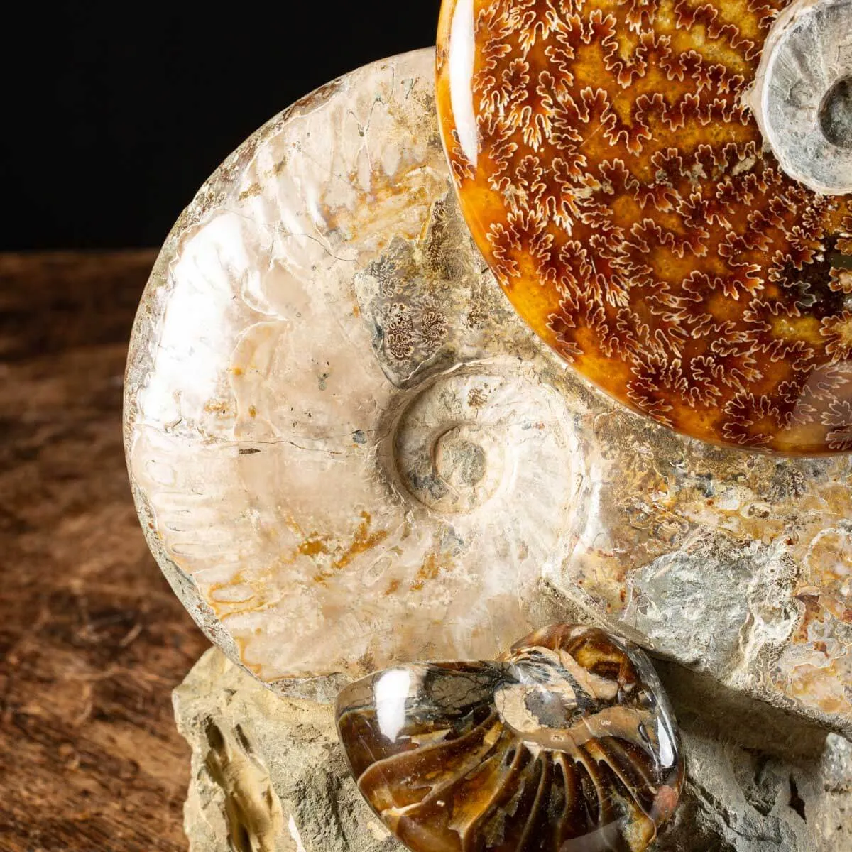 Ammoniti Fossili: Tesori dell'Oceano Antico.