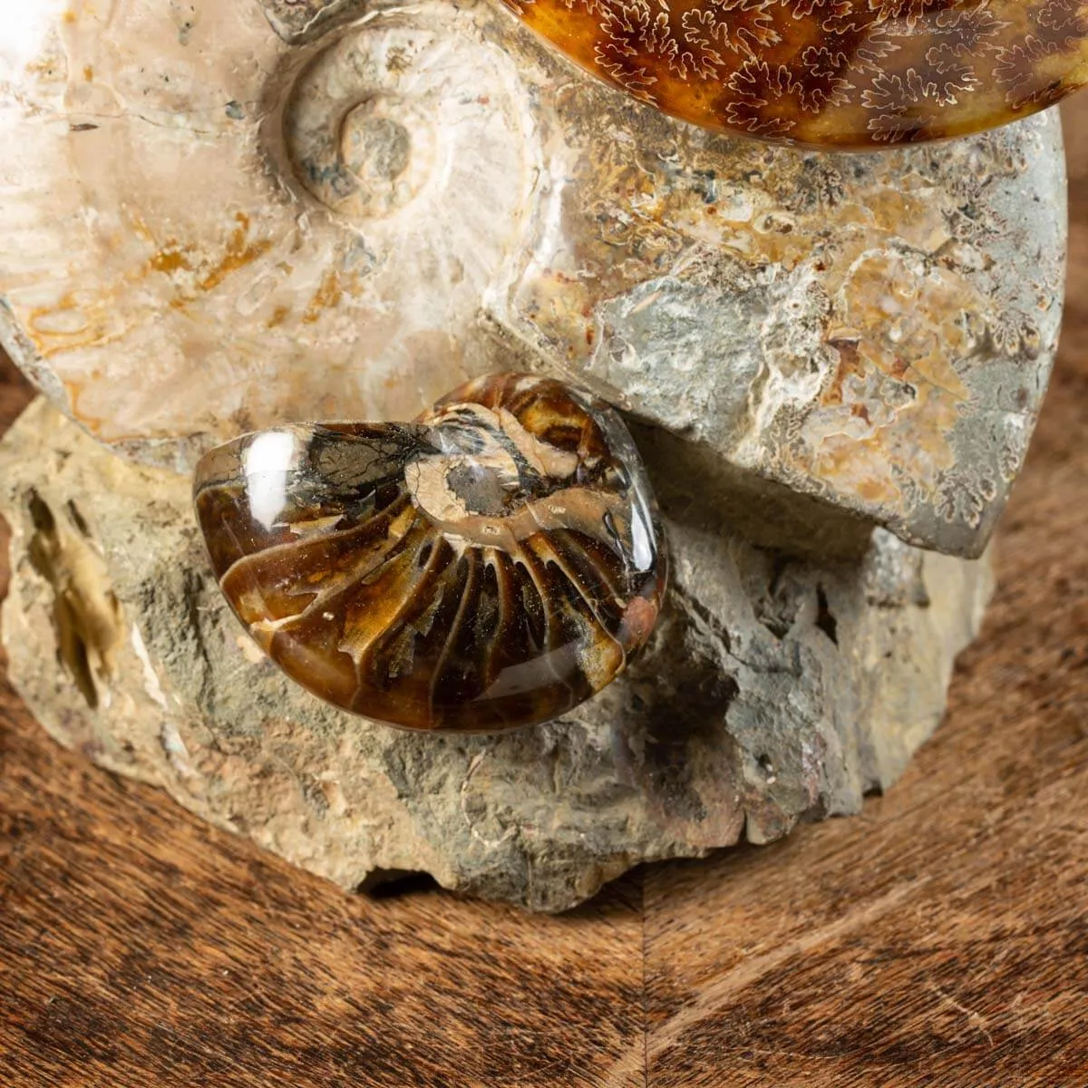 Ammoniti Fossili: Tesori dell'Oceano Antico.