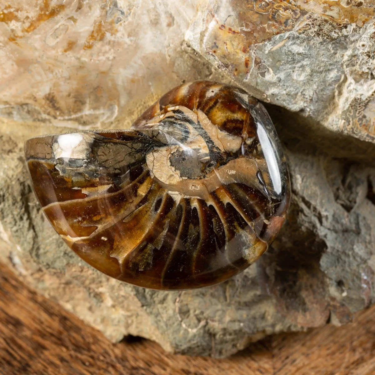 Ammoniti Fossili: Tesori dell'Oceano Antico.