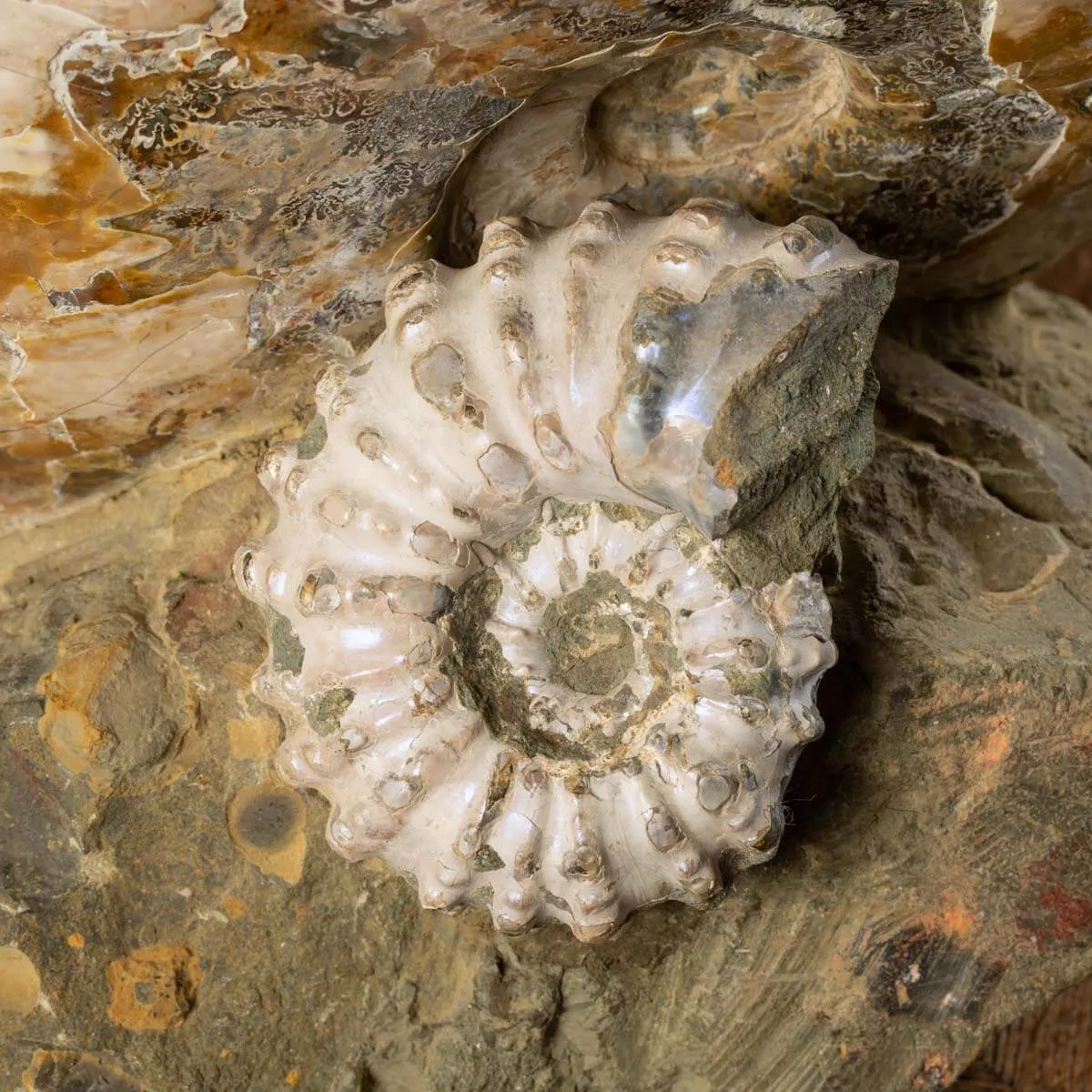 Ammoniti Fossili: Tesori dell'Oceano Antico.