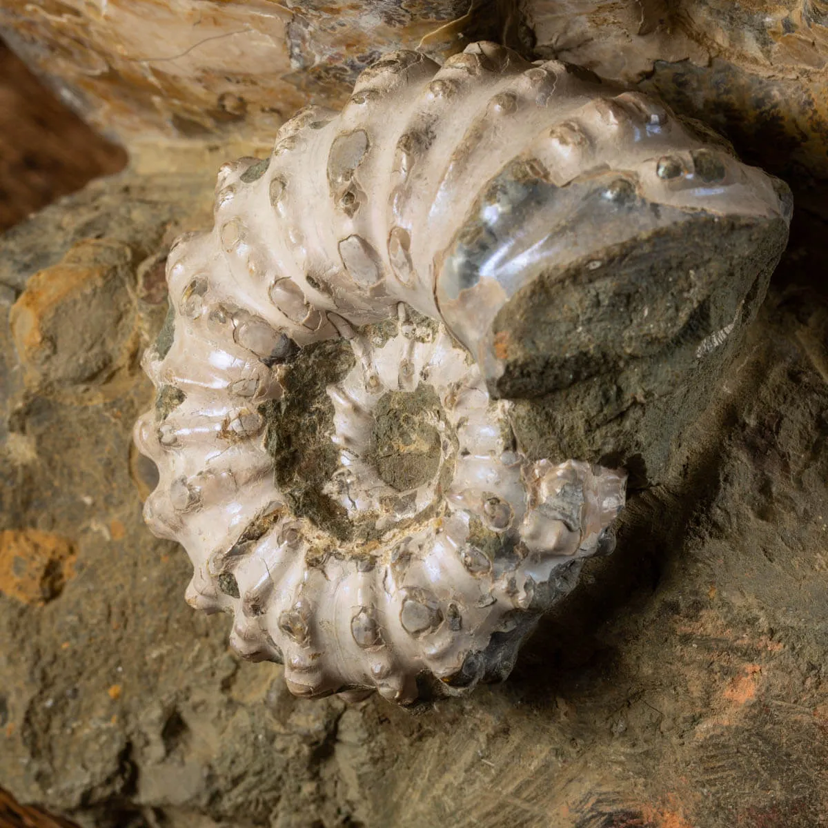 Ammoniti Fossili: Tesori dell'Oceano Antico.