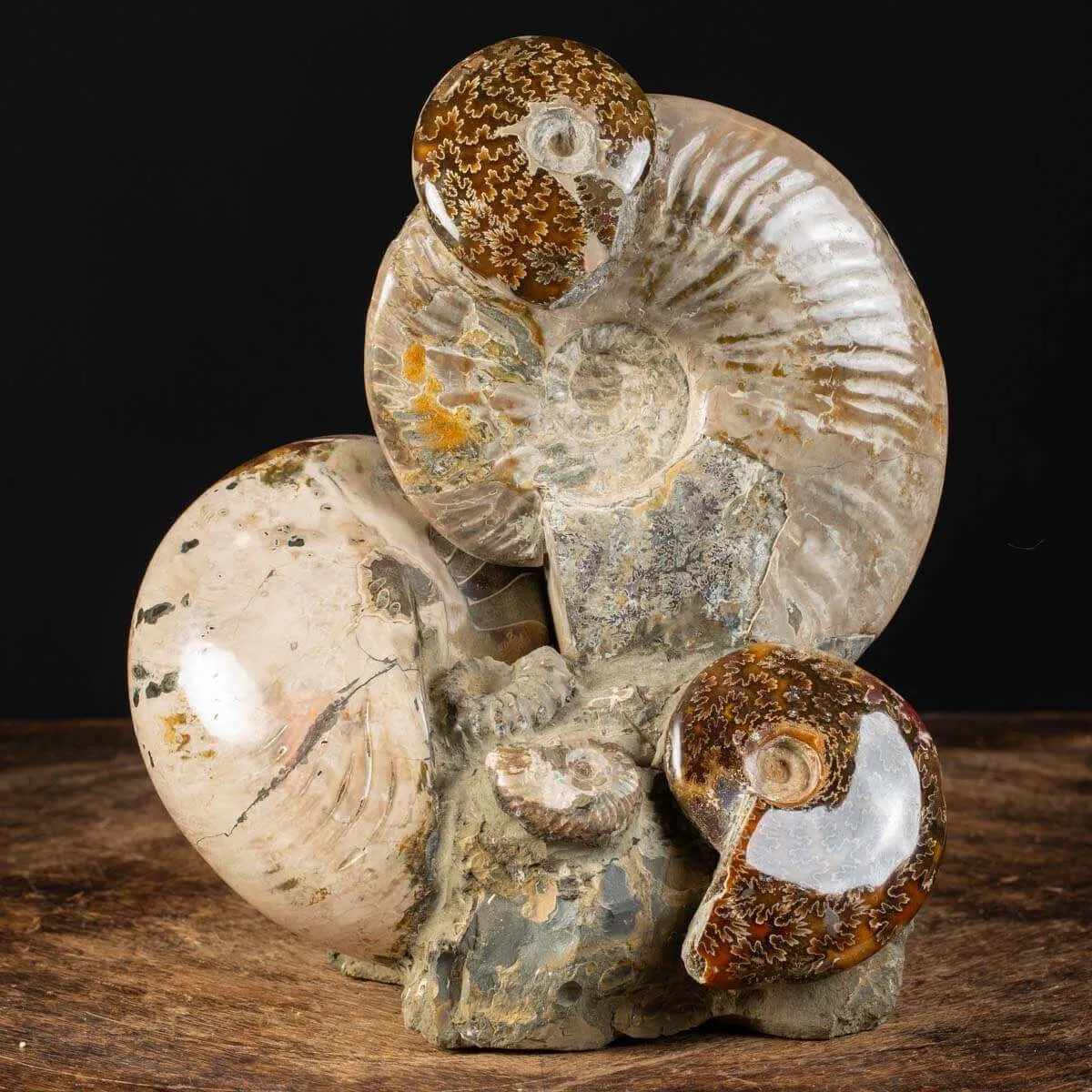 Ammoniti Fossilizzate: Un Viaggio Nel Tempo.