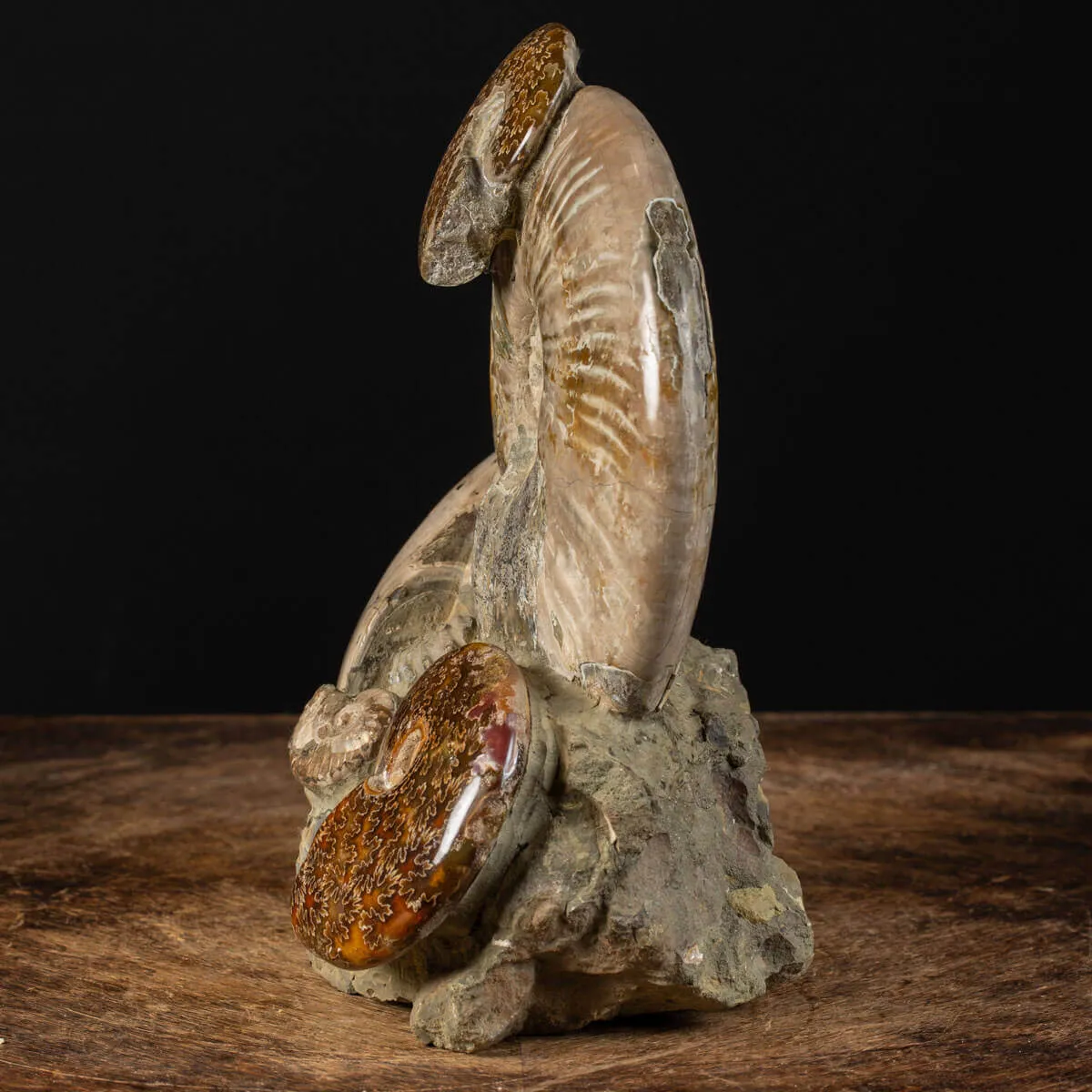 Ammoniti Fossilizzate: Un Viaggio Nel Tempo.