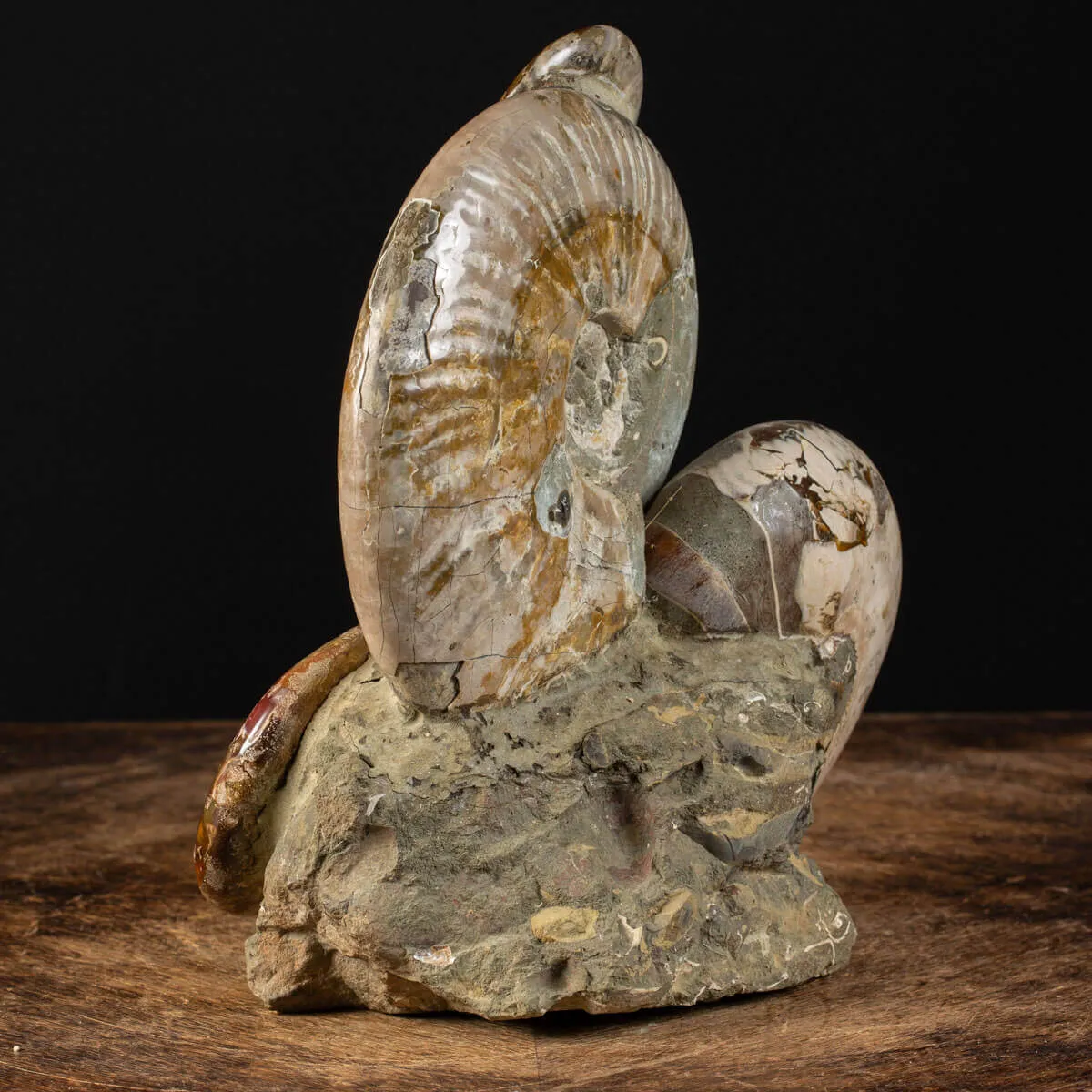 Ammoniti Fossilizzate: Un Viaggio Nel Tempo.