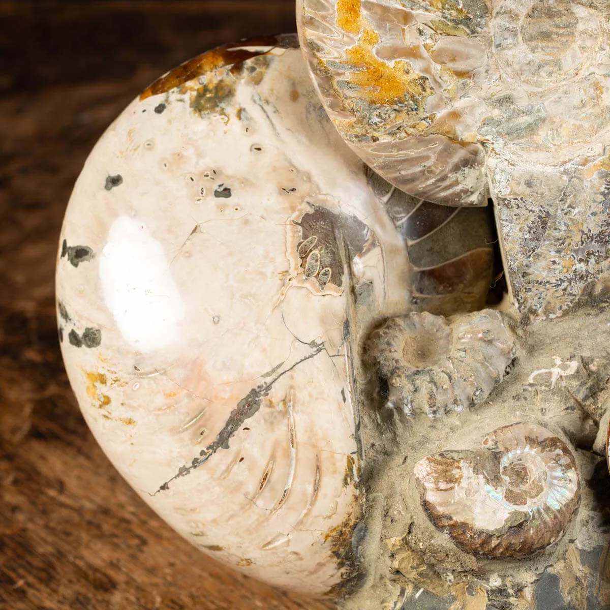 Ammoniti Fossilizzate: Un Viaggio Nel Tempo.
