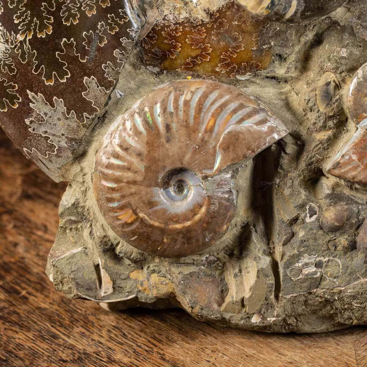 Ammoniti del Madagascar: Su Matrice.