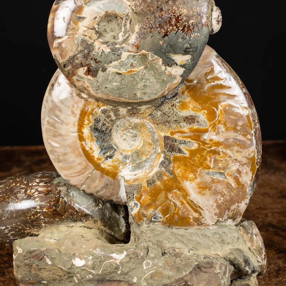 Ammoniti Fossili: Cleoniceras dall'Isola Incantata