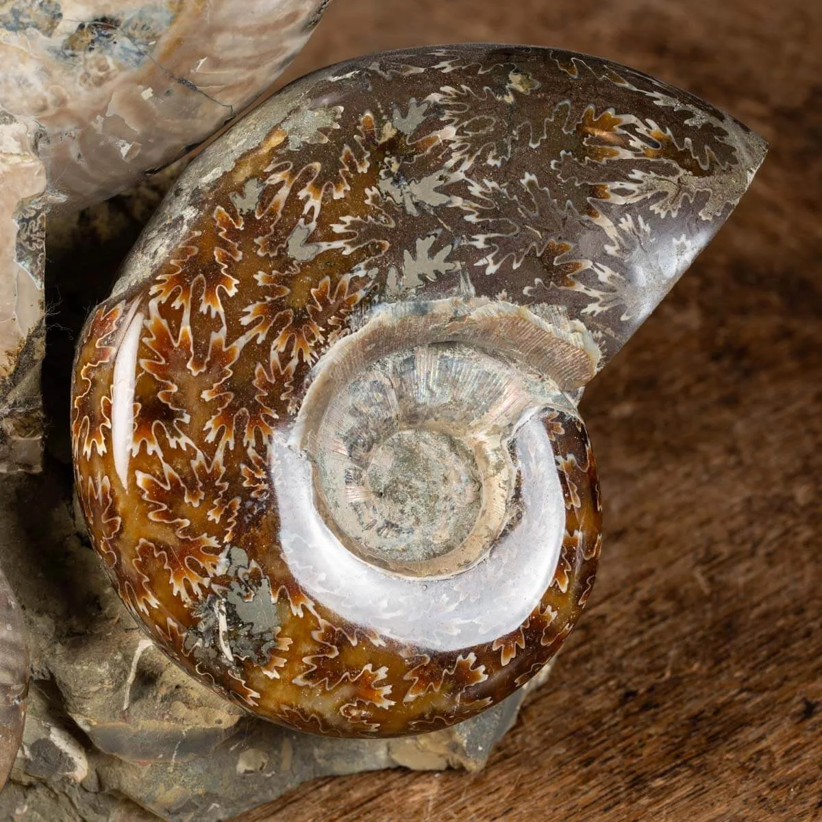 Ammoniti Fossili: Cleoniceras dall'Isola Incantata