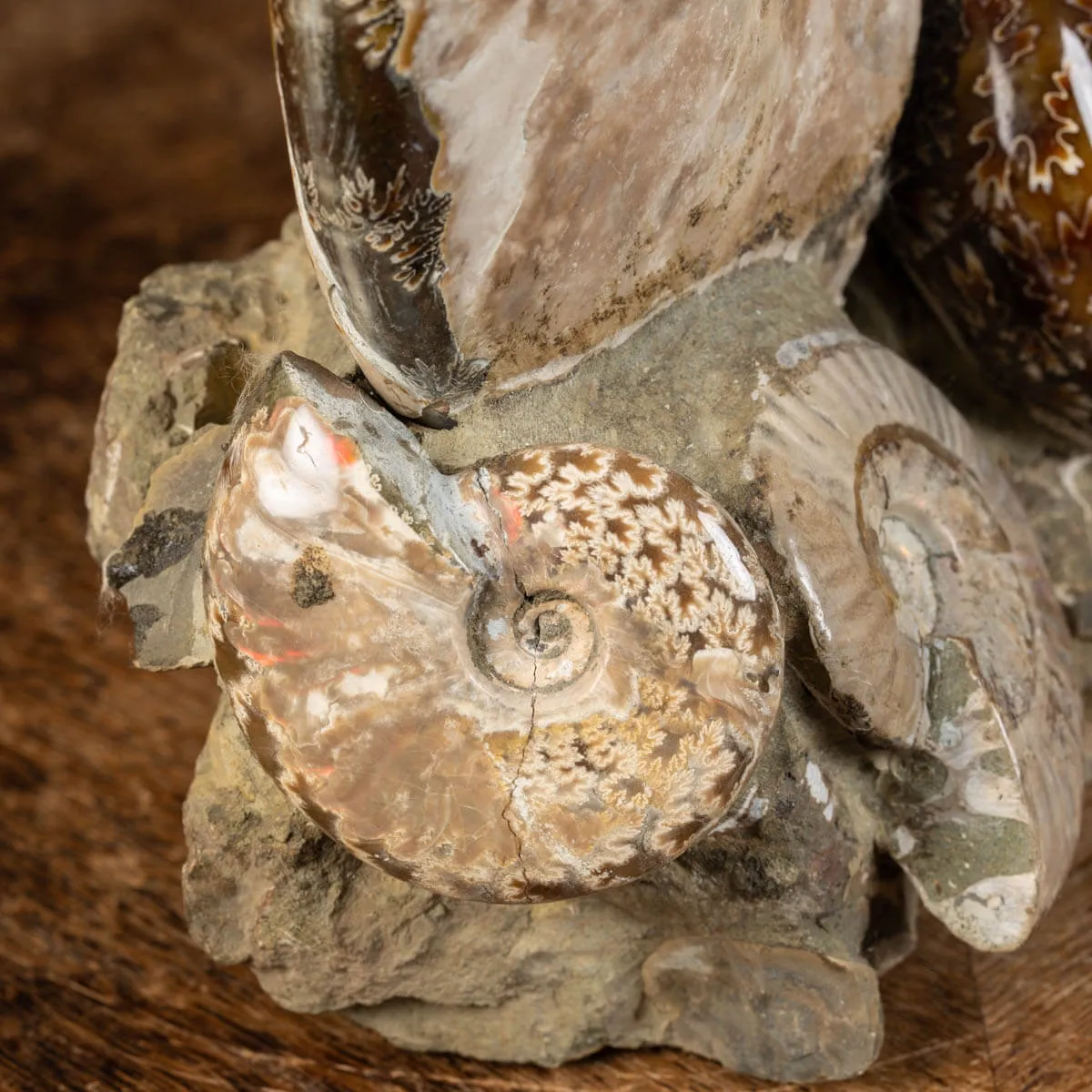 Ammoniti Fossili: Cleoniceras dall'Isola Incantata