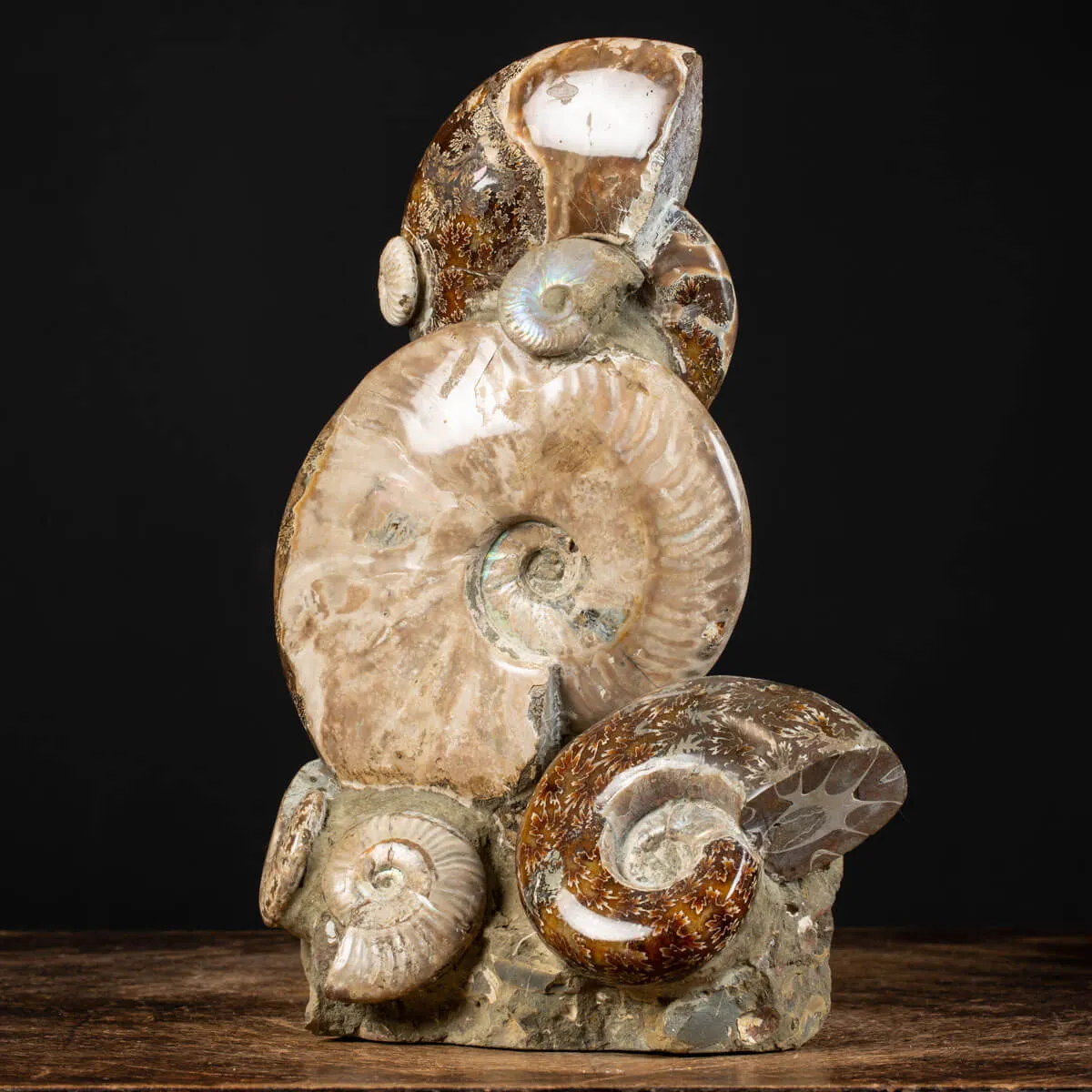 Ammoniti Fossili: Cleoniceras dall'Isola Incantata
