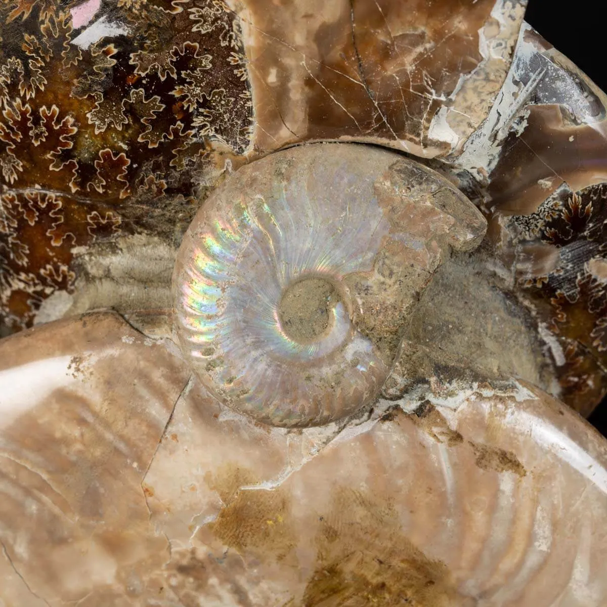 Ammoniti Fossili: Cleoniceras dall'Isola Incantata