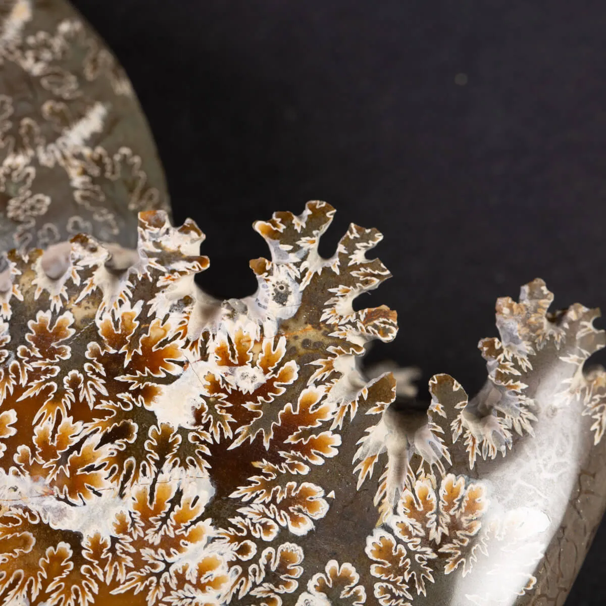 Tesoro del Madagascar: Ammonite Cleoniceras.