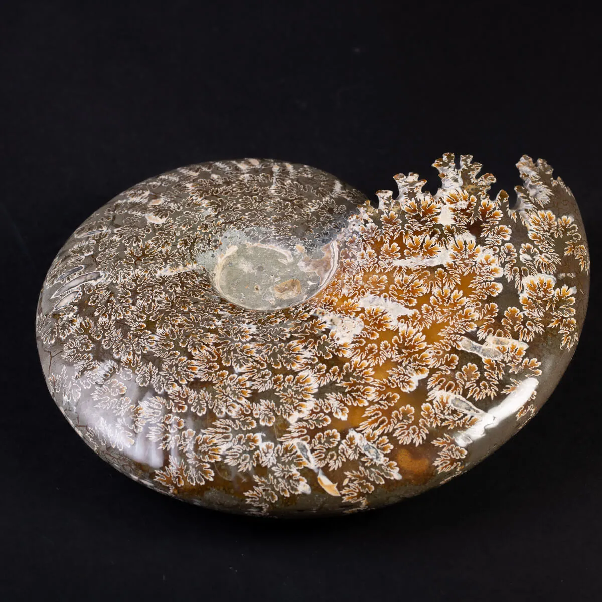 Tesoro del Madagascar: Ammonite Cleoniceras.
