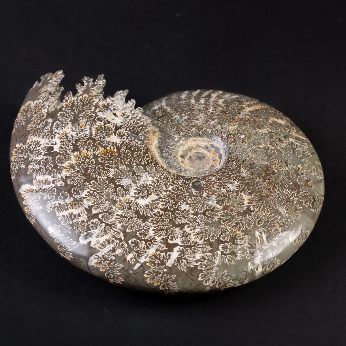 Tesoro del Madagascar: Ammonite Cleoniceras.