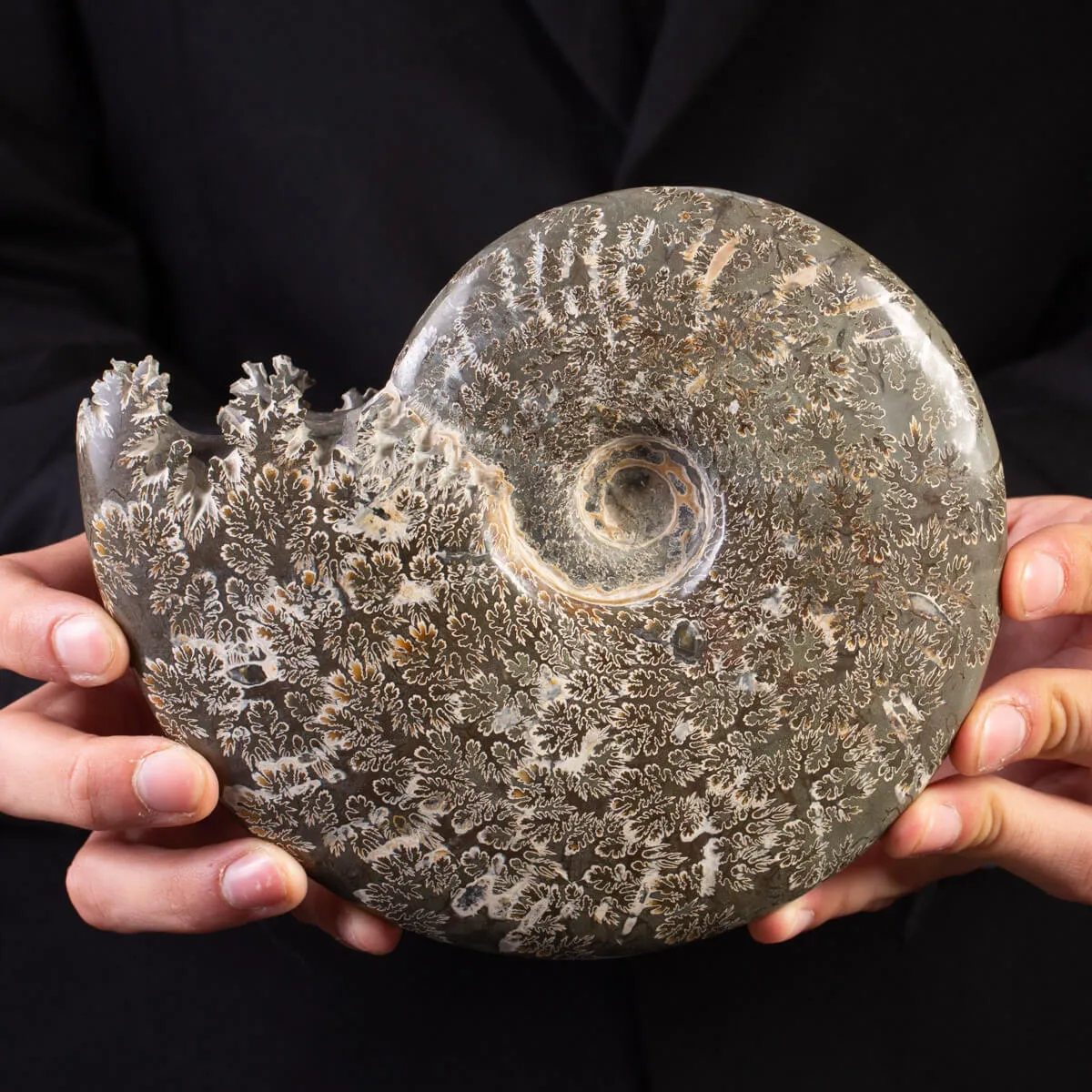 Tesoro del Madagascar: Ammonite Cleoniceras.