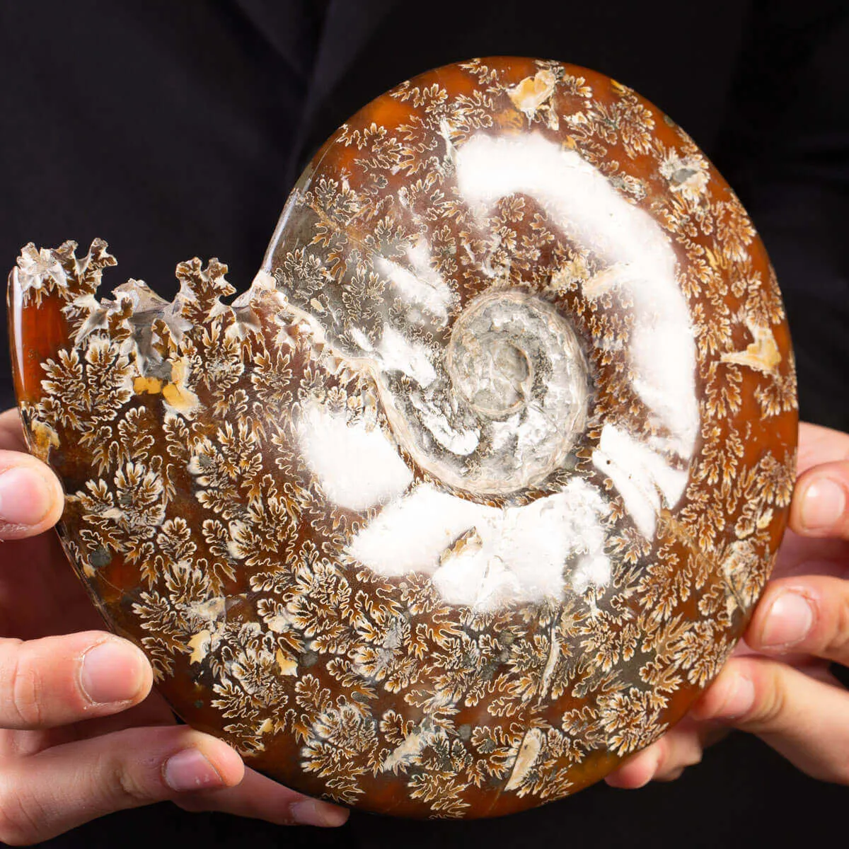 Ammonite Fossile del Madagascar.
