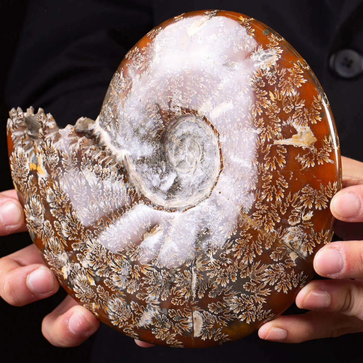 Ammonite Fossile del Madagascar.