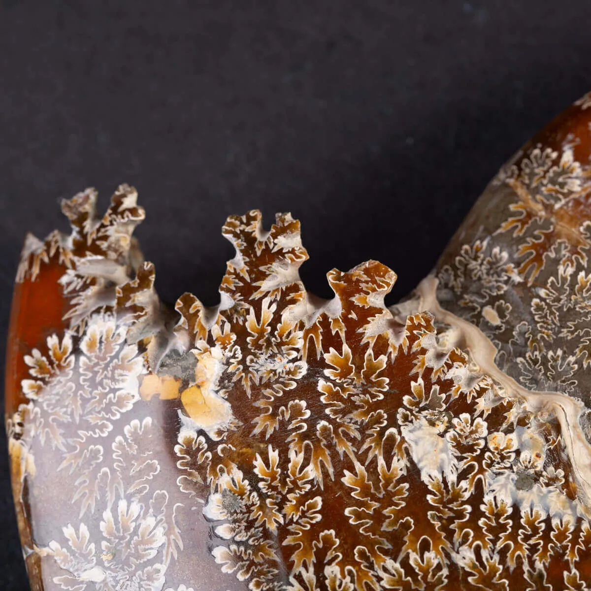 Ammonite Fossile del Madagascar.