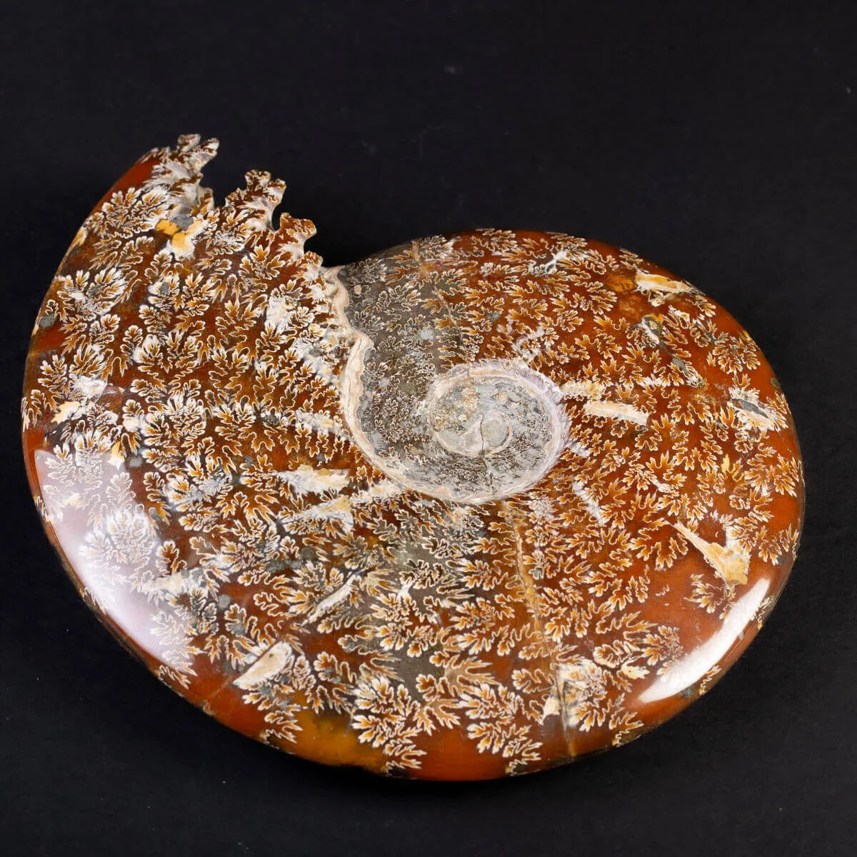 Ammonite Fossile del Madagascar.