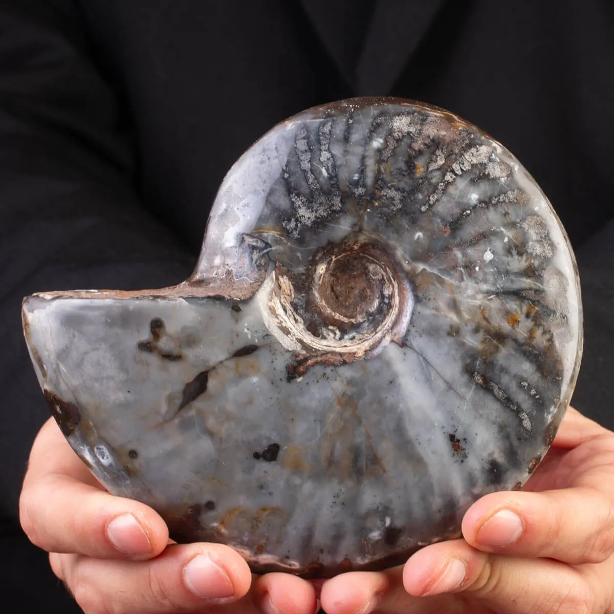 Ammonite Cleoniceras: Ematite e Agata Opalina.