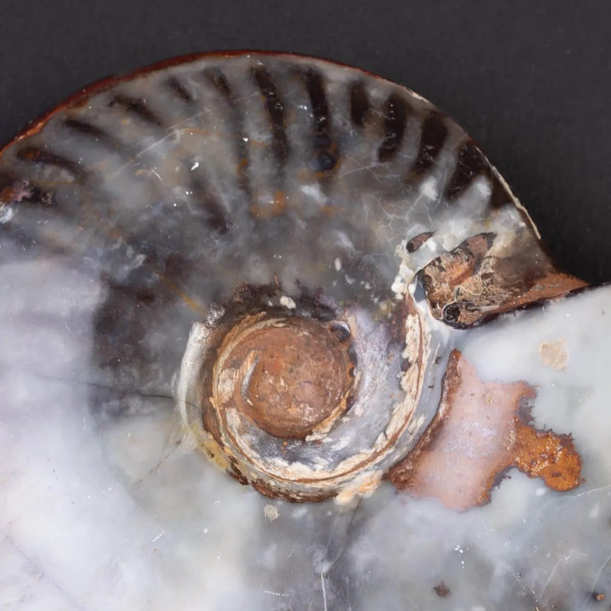 Ammonite Cleoniceras: Ematite e Agata Opalina.