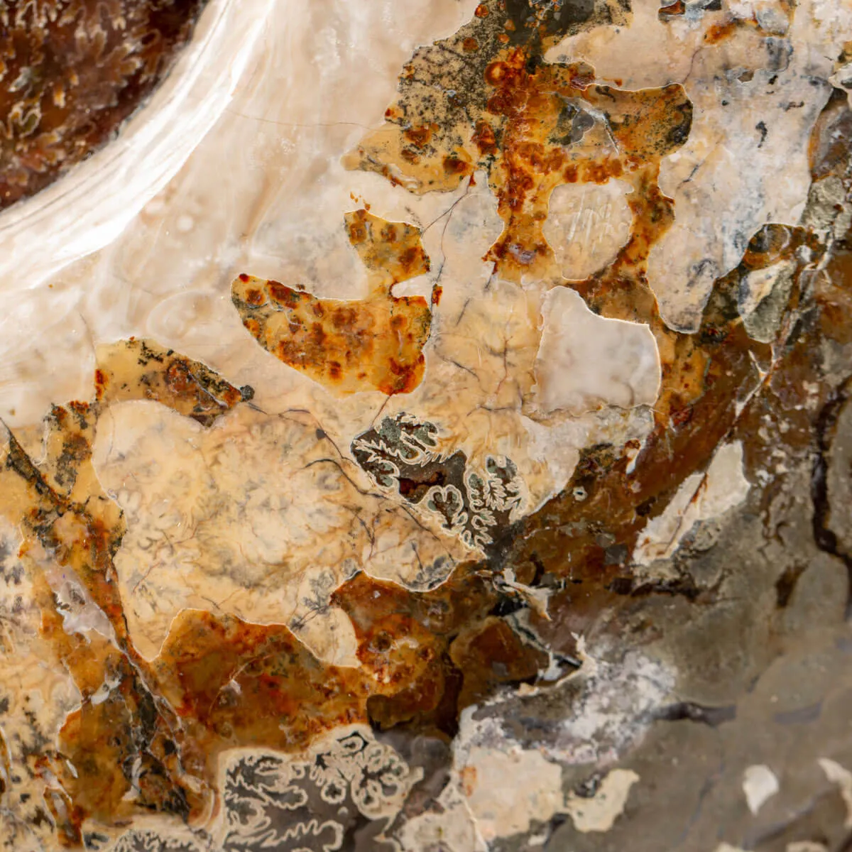 Ammonite Cleoniceras del Madagascar.