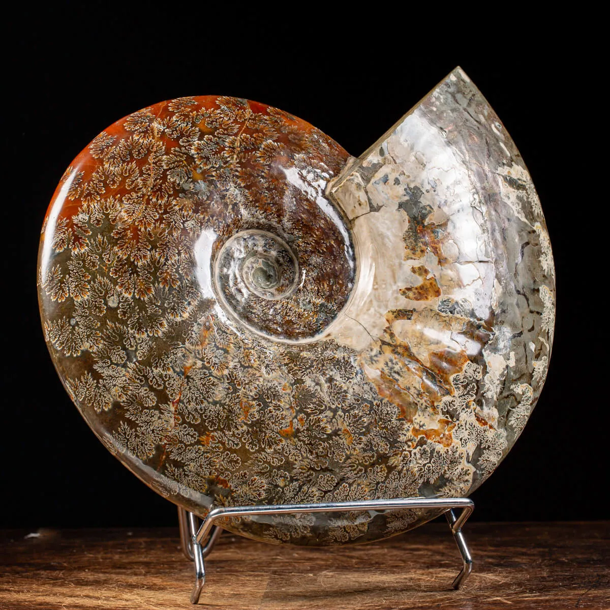 Ammonite Cleoniceras del Madagascar.
