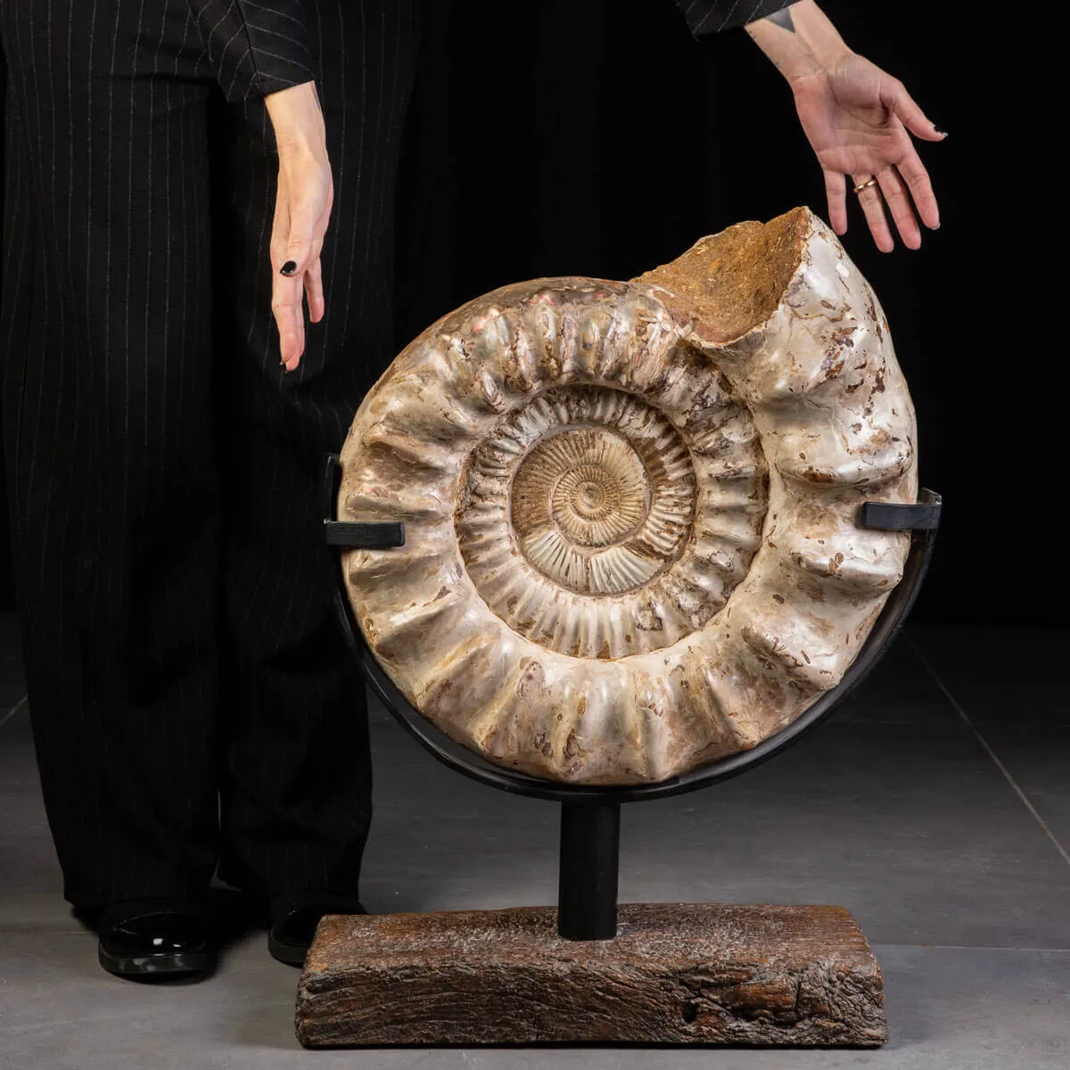 Fossile di Ammonite Kranosphinctes Giurassica dal Madagascar.